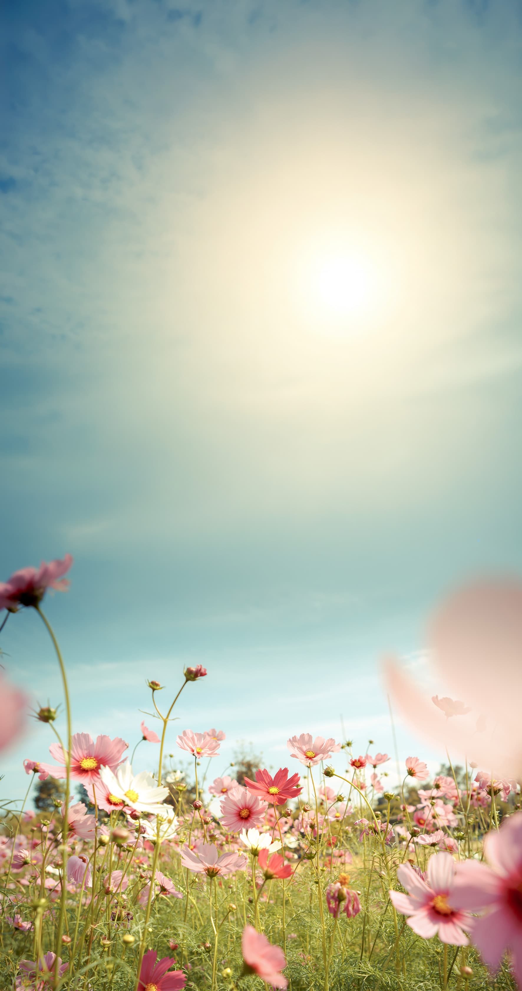 Wildflowers representing Salon Concepts' environmental commitments
